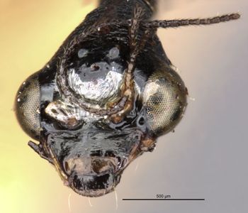 Media type: image;   Entomology 11281 Aspect: head frontal view